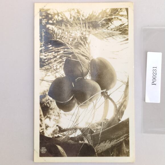 Vintage 1930s Coconuts Honolulu Hawaii Postcard Real Photo RPPC Sepia Kodak - Picture 1 of 2